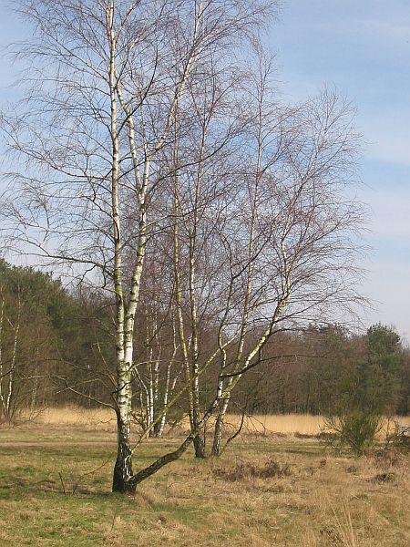 Bussummerheide