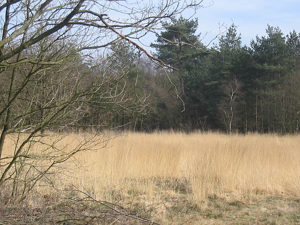 Bussummerheide