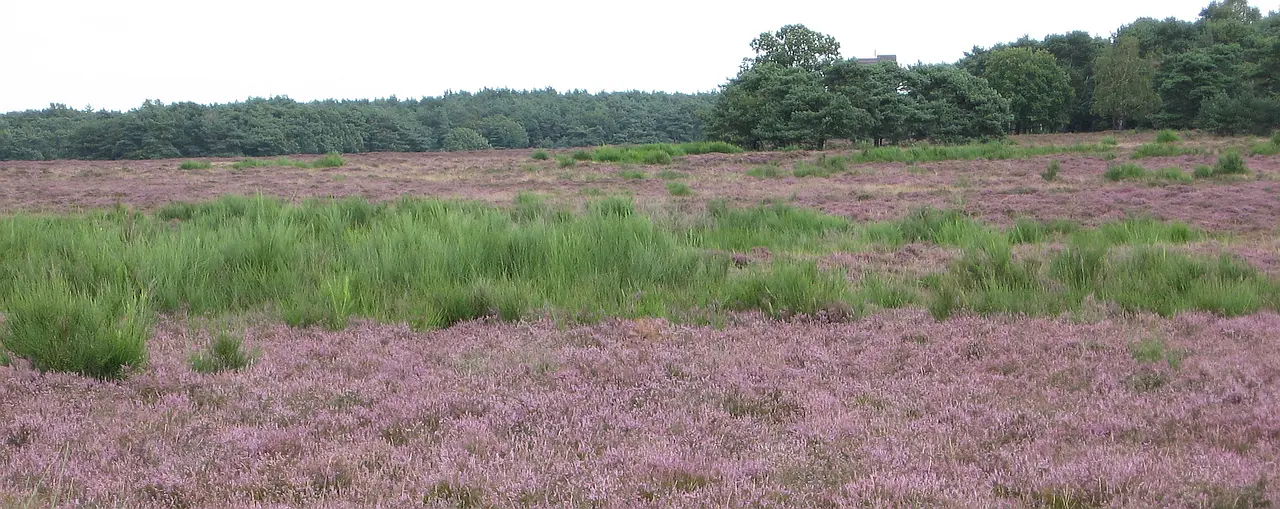 Bussummerheide