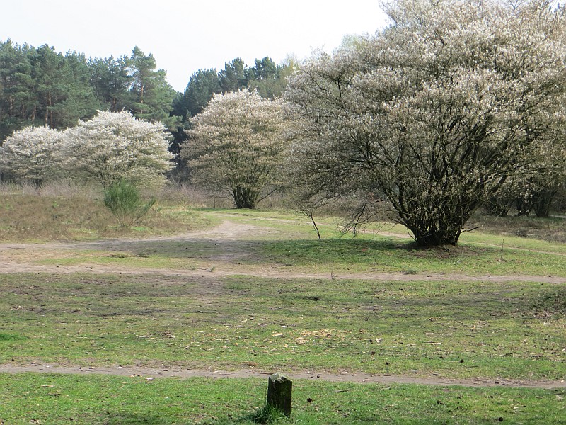 Zuiderheide